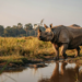 Great Horned Rhino