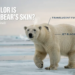 Color Is a Polar Bear's Skin
