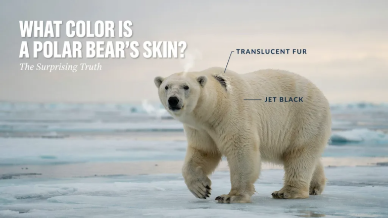Color Is a Polar Bear's Skin